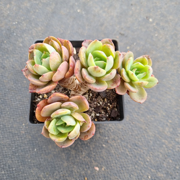 Echeveria sp.  红美丽