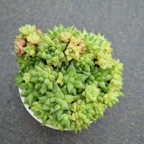 Haworthia no ID