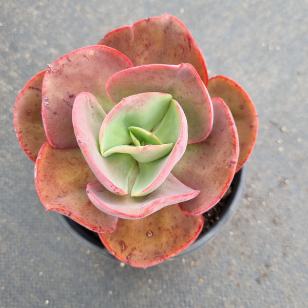 11cm Echeveria Big Red 大红11cm盆