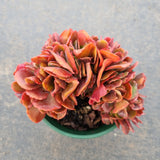 11cm pot Echeveria Pappy's Rose