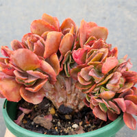 11cm pot Echeveria Pappy's Rose