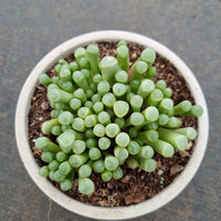 11cm pot Fenestraria Rhopalophylla 'Baby toe' 五十铃玉11cm盆