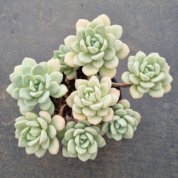 11cm pot Sedeveria Pudgy 澳洲香草11cm盆