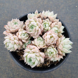 11cm pot Echeveria Albamini 阿尔巴美尼群11cm盆