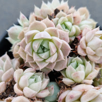 11cm pot Echeveria Albamini 阿尔巴美尼群11cm盆