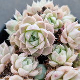 11cm pot Echeveria Albamini 阿尔巴美尼群11cm盆