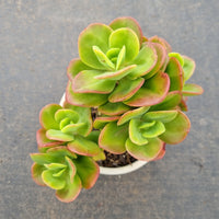 11cm pot Echeveria Multicaulis 'Ginmei Tennyo' 红梅11cm盆