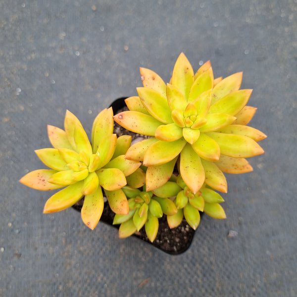 Sedum Adolphii (sunset california) 加州落日