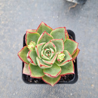 Echeveria 'Paso Doble' 斗牛士