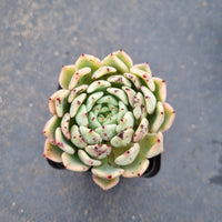 Echeveria sp. (Alba Rose) 阿尔巴玫瑰