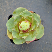 Aeonium diplocycla Ex La Gomera Guarimiar 盖瑞米尔