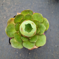 Aeonium diplocycla Ex La Gomera Guarimiar 盖瑞米尔