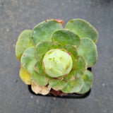 Aeonium diplocycla Ex La Gomera Guarimiar 盖瑞米尔