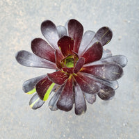 Aeonium Big Bang