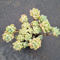 Sedum Clavatum  劳尔