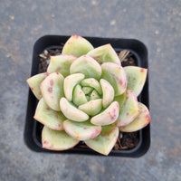 Echeveria Pink Champaign 粉香槟