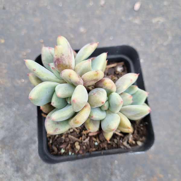 Echeveria Diamond 钻石