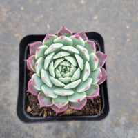 Echeveria Hyalina x Echeveria Sarahime Botan 海姬