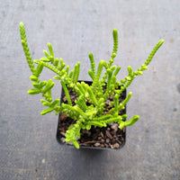 Crassula Muscosa 'Watch Chain'  若绿