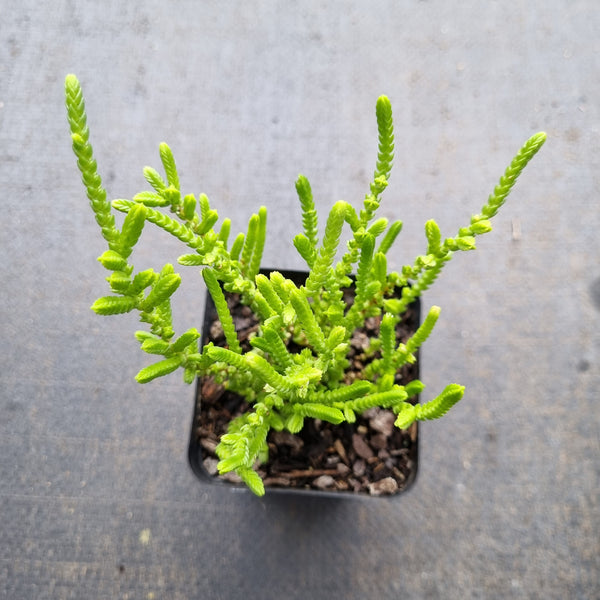 Crassula Muscosa 'Watch Chain'  若绿