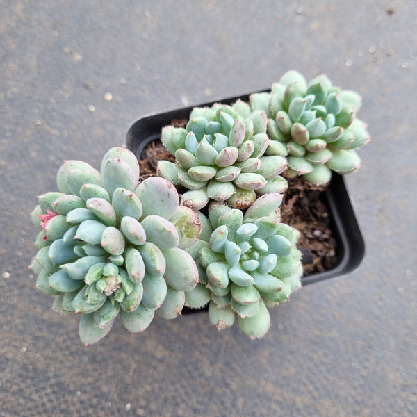 Echeveria setosa var. deminuta x lilacina 姬小光