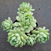 Sedum Clavatum hybrid 凝脂球