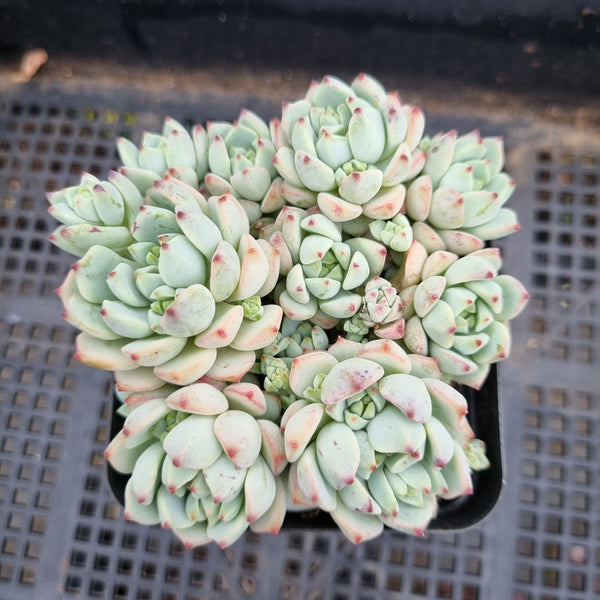 *GLGhybrid(1-347) Sedum Perezdelarosae hybrid 焦糖精灵杂