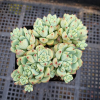 *GLGhybrid(1-348) Sedum Perezdelarosae hybrid 焦糖精灵杂