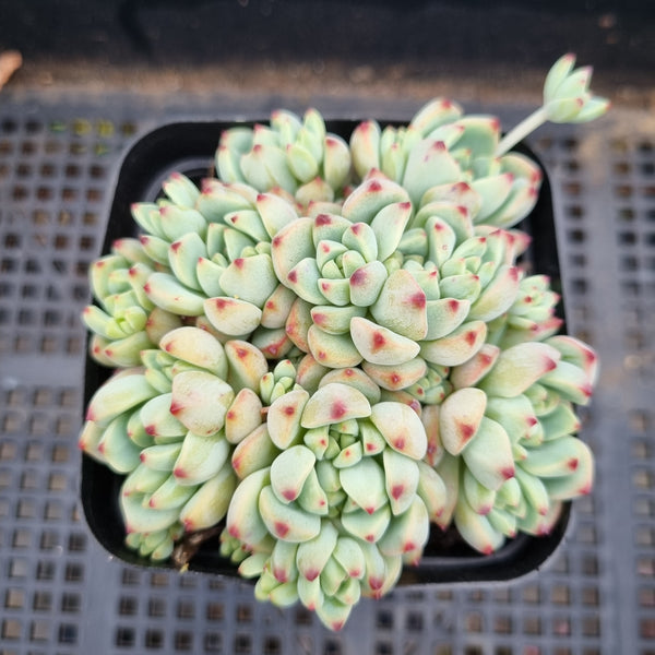 *GLGhybrid(1-349) Sedum Perezdelarosae hybrid 焦糖精灵杂