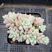 *GLGhybrid(1-350) Sedum Perezdelarosae hybrid 焦糖精灵杂