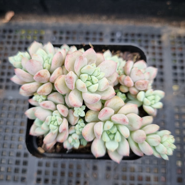 *GLGhybrid(1-350) Sedum Perezdelarosae hybrid 焦糖精灵杂