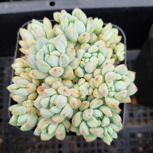 *GLGhybrid(1-351) Sedum Perezdelarosae hybrid 焦糖精灵杂