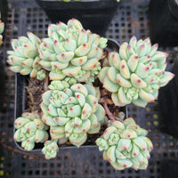 *GLGhybrid(1-352) Sedum Perezdelarosae hybrid 焦糖精灵杂