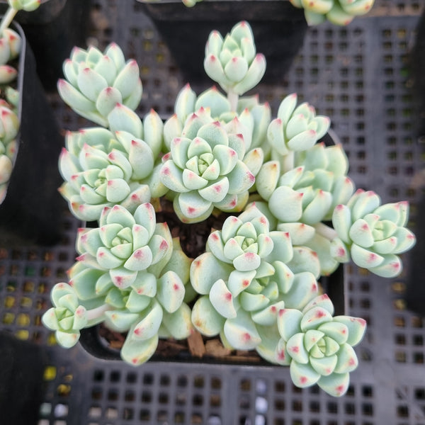 *GLGhybrid(1-353) Sedum Perezdelarosae hybrid 焦糖精灵杂