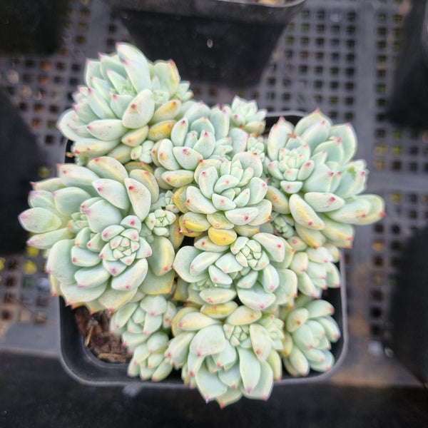 *GLGhybrid(1-354) Sedum Perezdelarosae hybrid 焦糖精灵杂