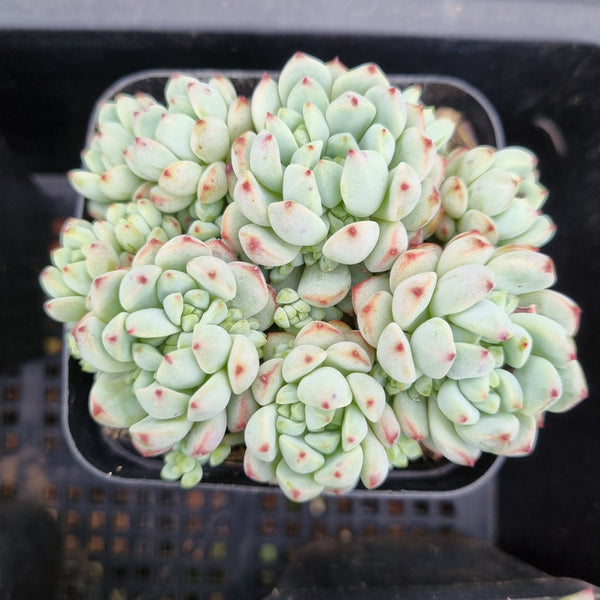 *GLGhybrid(1-355) Sedum Perezdelarosae hybrid 焦糖精灵杂