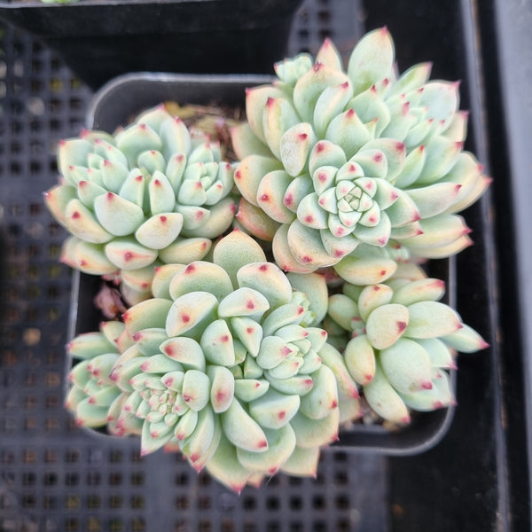 *GLGhybrid(1-356) Sedum Perezdelarosae hybrid 焦糖精灵杂