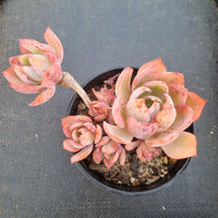 11cm pot Echeveria White Rose 白玫瑰11cm盆