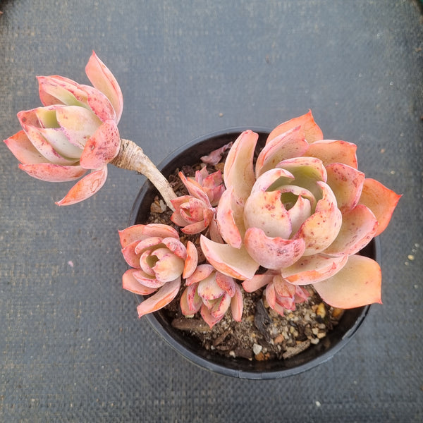 11cm pot Echeveria White Rose 白玫瑰11cm盆