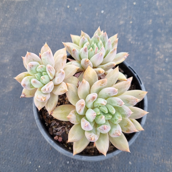 11cm pot Echeveria Tolimanensis hybrid 杜里万杂11cm盆