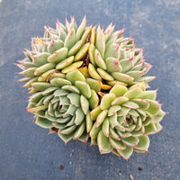 11cm pot Echeveria agavoides ‘Fortune Star’ 福星11cm盆