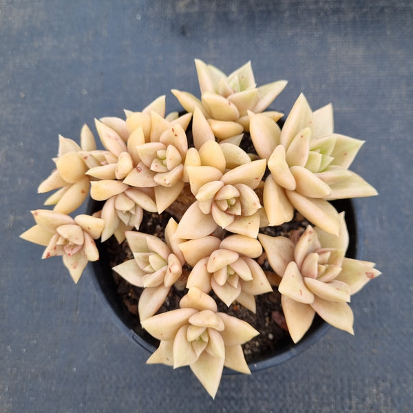 11cm pot Echeveria Citrina 黄金表丽娜