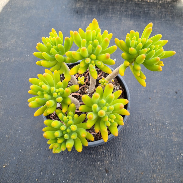 11cm pot Sedum corynephyllum 八千代