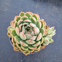 11cm pot Echeveria Pink Crystal 水晶