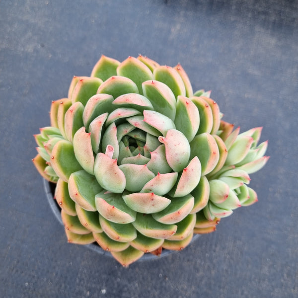 11cm pot Echeveria Pink Crystal 水晶