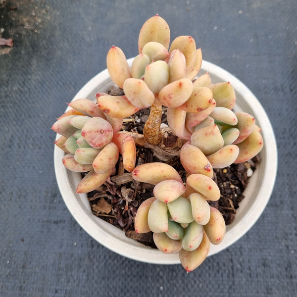 Echeveria Brandtii (tissue cultured) 钻石/组培布兰迪