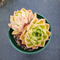 GLGhybrid 11cm pot Echeveria Agavoides hybrid 东云杂