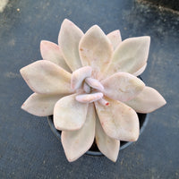 11cm pot Graptoveria Snow Peach 雪桃11cm盆