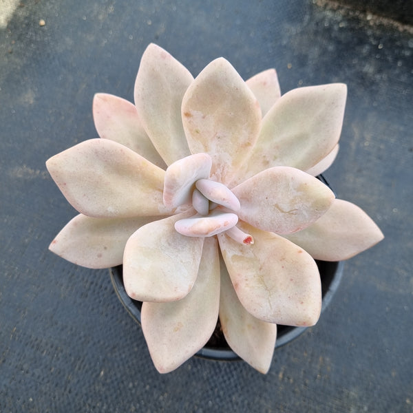 11cm pot Graptoveria Snow Peach 雪桃11cm盆