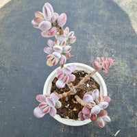 11cm pot Cotyledon Oophylla (Round Form) 乒乓福娘